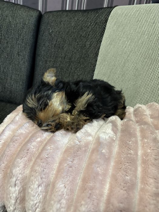 Йоркширски тириер