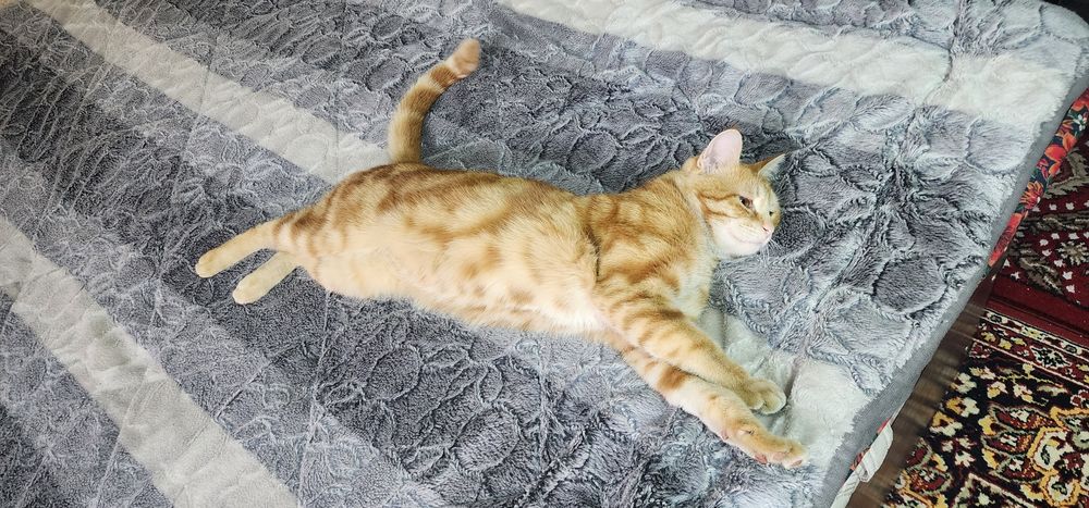 Мушук эркак зотдор соглом бакувват чиройли ва аклли сотилади.