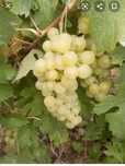 Avem de vânzare struguri de vin
