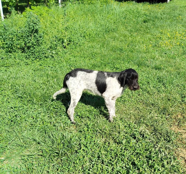 Iliuta isi cauta stapan iubitor