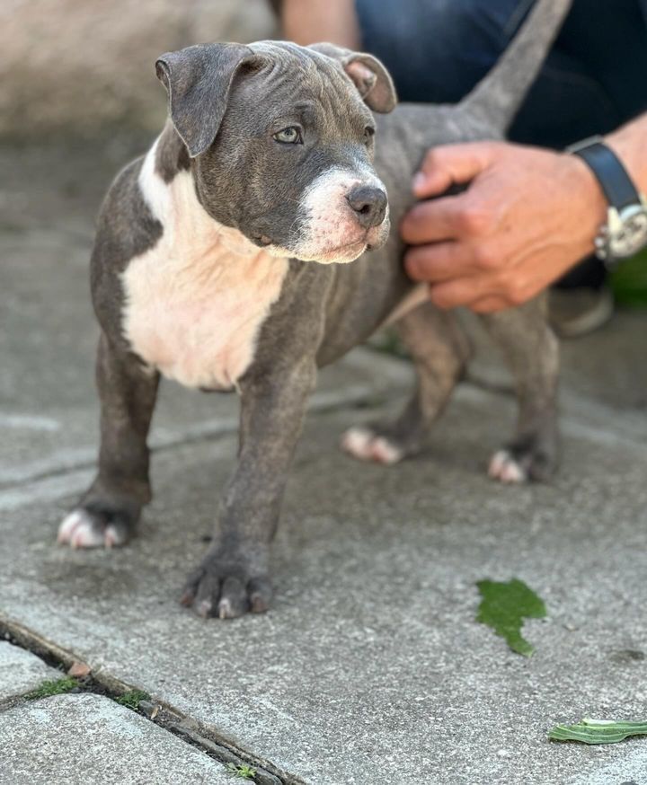 American Bully Pocket ABKC Pedigree