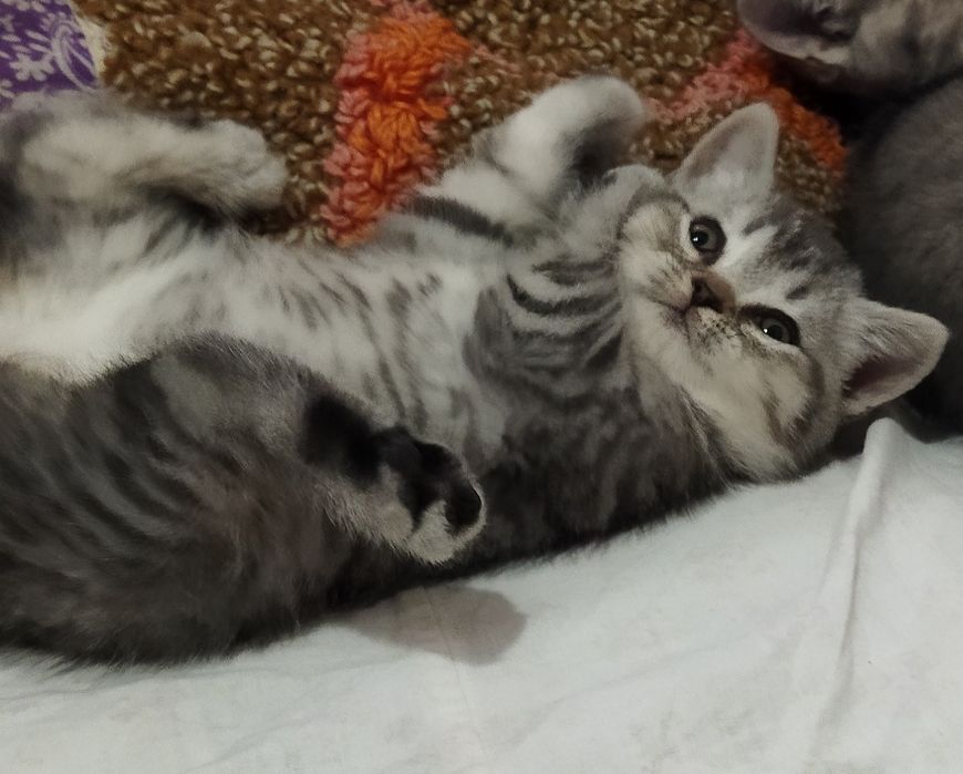 Шотландские котята !