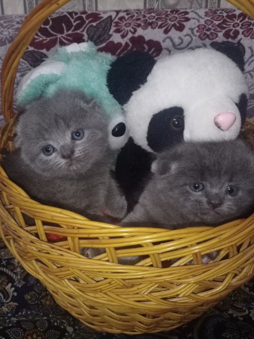 Котята Фолд и Страйт чистокровные
