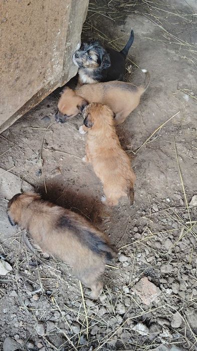 Donez căței de șobolani