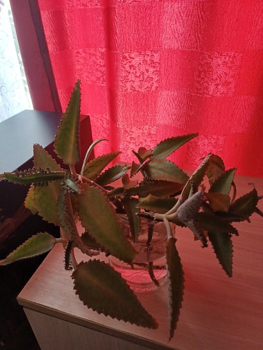 Продам комнатные цветы