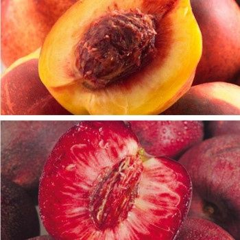 Nectarine Sanguine d' Auvergne