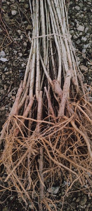 Puieti plop euro american frasin salcam paltin tei mesteacăn molid fag