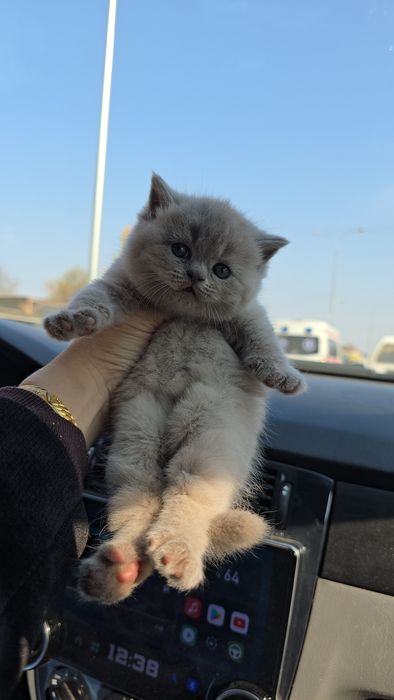 Британские девичка и мальчик тоза парода