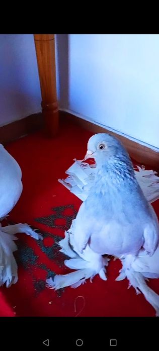 Vând/schimb o pereche de porumbei jucatori rostowi