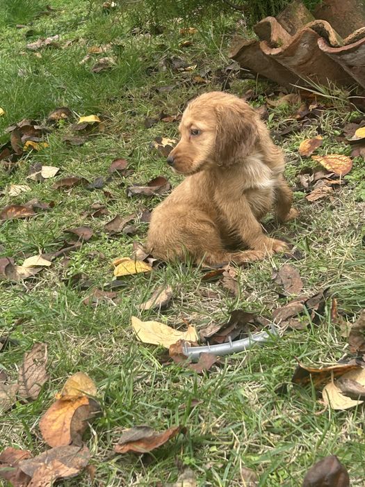 Кучета за трюфели