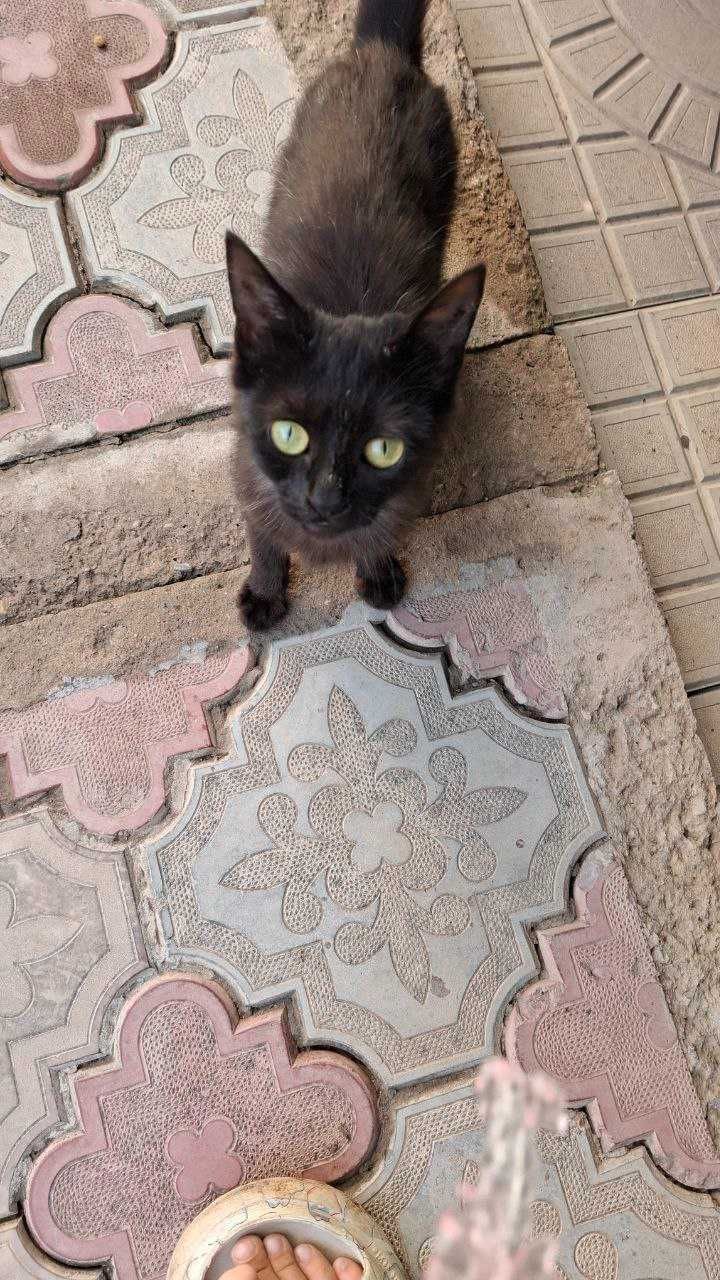 Отдам в добрые руки котенка