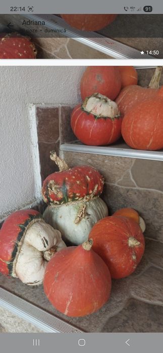 Tartacute dovleci ornamentali