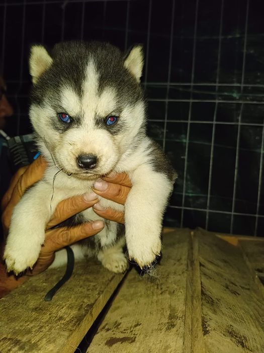 Husky Siberian Pui