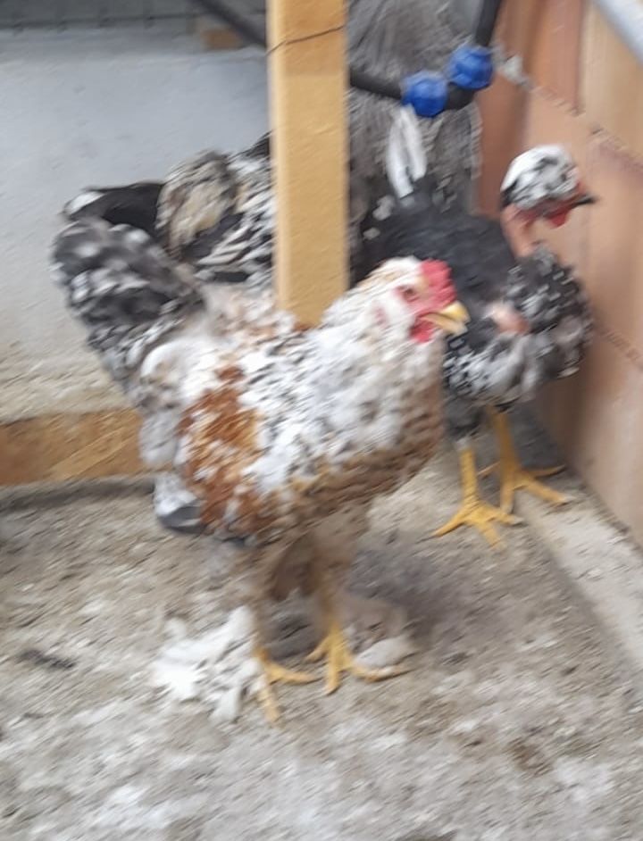 Cocosi motati romanesti
