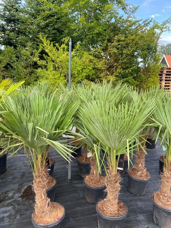 Palmieri de exterior,  oferta speciala,  specia trachycarpus fortunei