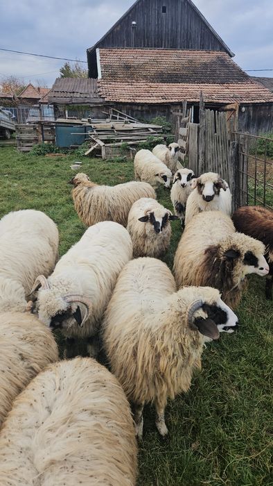 Vând miei berbecuți și miele