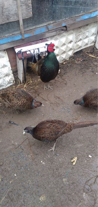 Фазаны взрослые