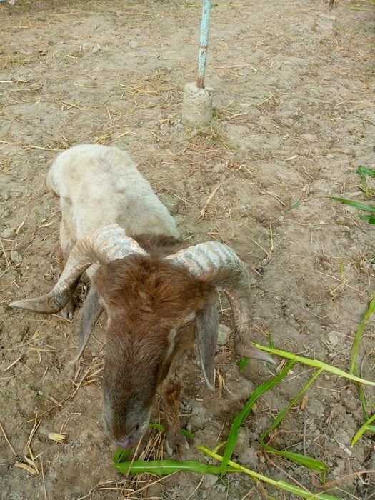 Кукор сотилади уйни моли