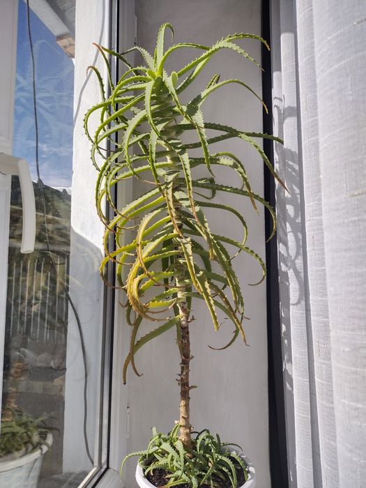 Продам алое 6 лет