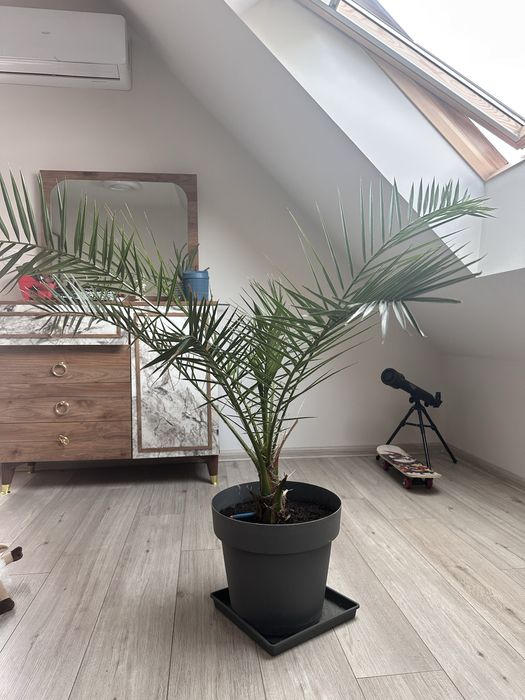 Продавам Финикова палма – 50 лв