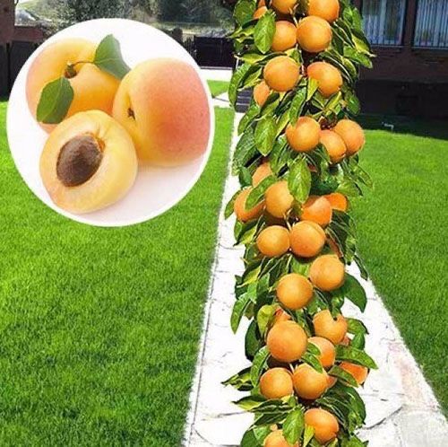 Pomi fructiferi columnari