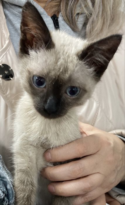 Срочно! Котенок девочка осталась без семьи и дома…