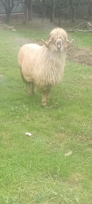 Vând berbec  de taeat sau pt reproducere