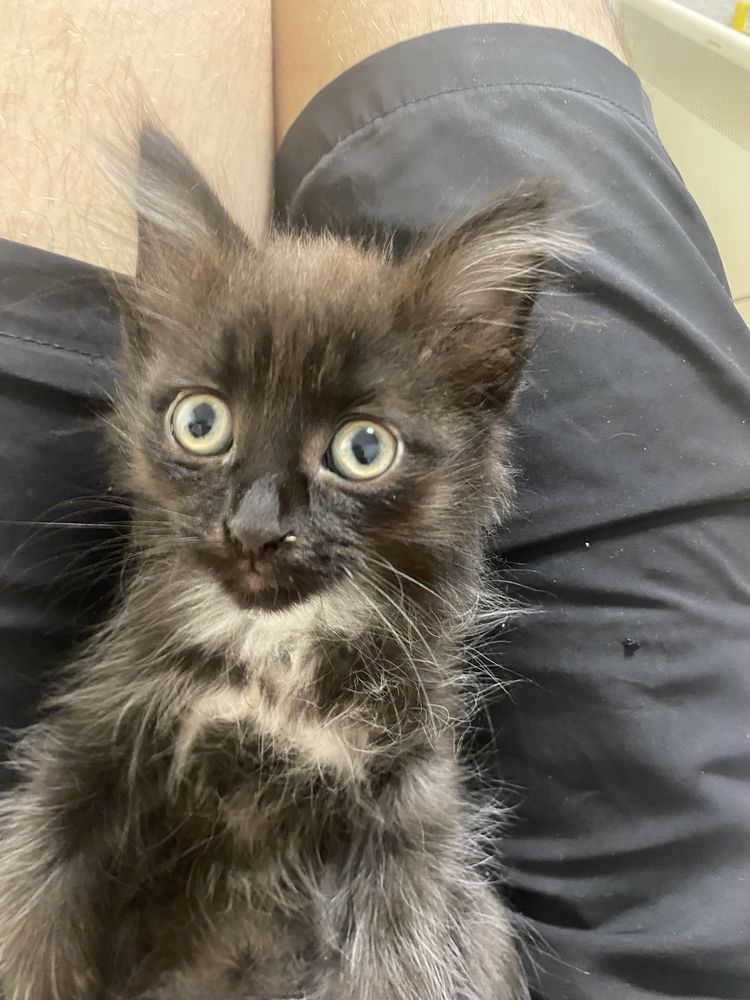Котята шотландцы