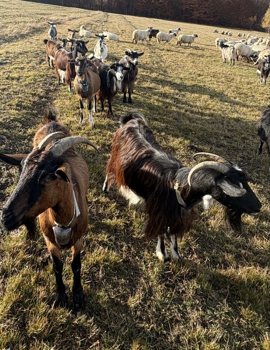 Vand 12 capre si un țap