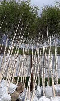 Mesteacăn cu coajă alba specia betula copaci ornamentali