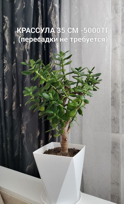 Комнатные цветы разные