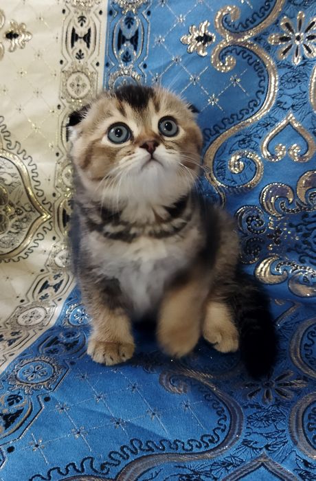 Шиншилла Вислоухийе Шотландские котята .