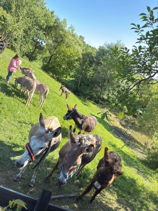 Lapte de măgăriță