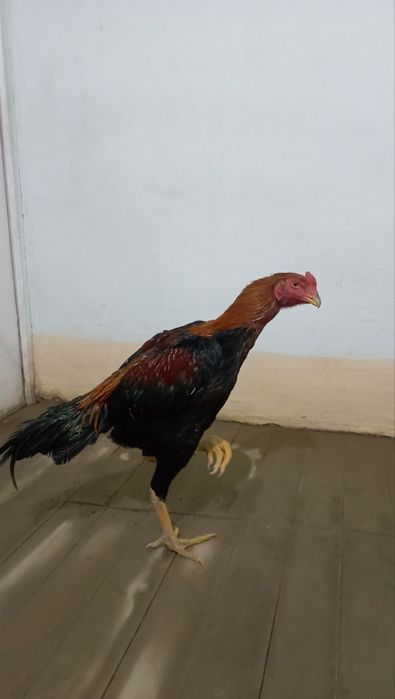 DAKAN XOROZ sotiladi