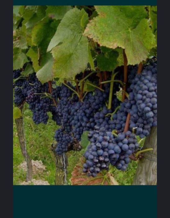 „Struguri de vin 2025 – livrare rapidă în toată țara”
