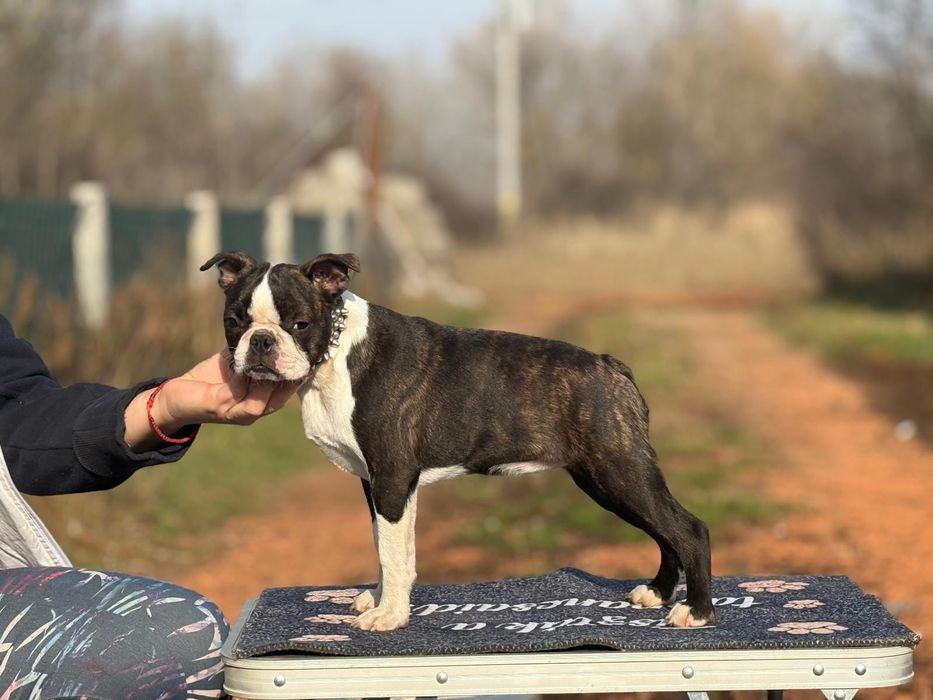 Boston Terrier pui femela