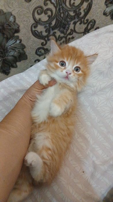 Продаётся котята разные