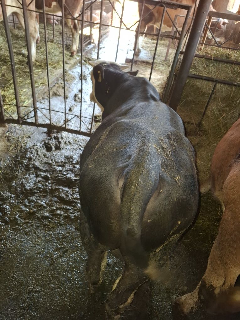 Viței taurași de boxă