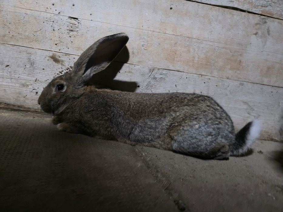 Iepure urias gri german