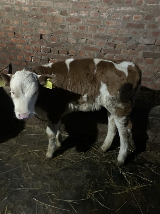 Vand doua vaci cu vitele !