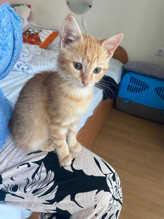 2,5-месечно рижо котенце търси дом
