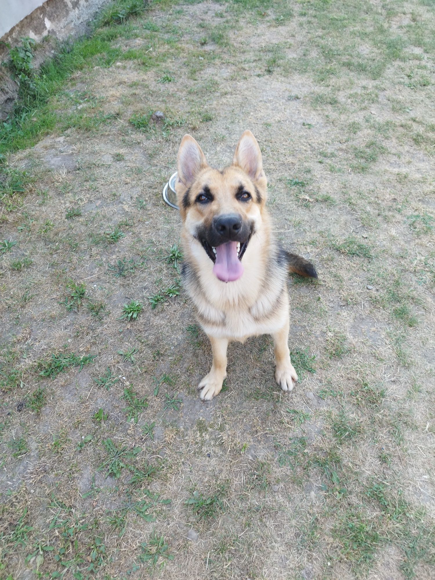 Donez mascul Ciobanesc german linie veche !