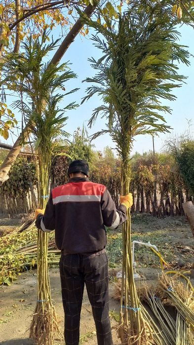 Японская сафуро 1,5 метрдан 2,5 метргача