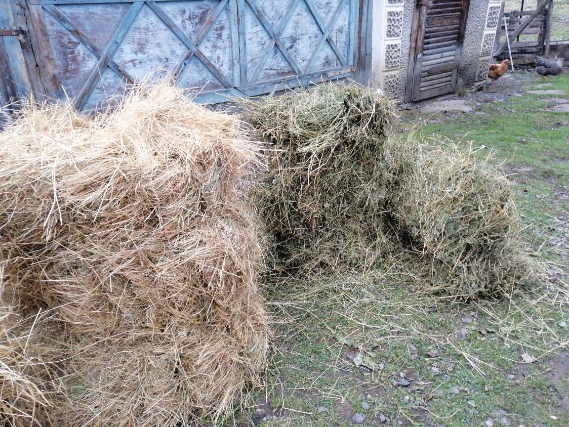 Vând baloți de fân și lucernă