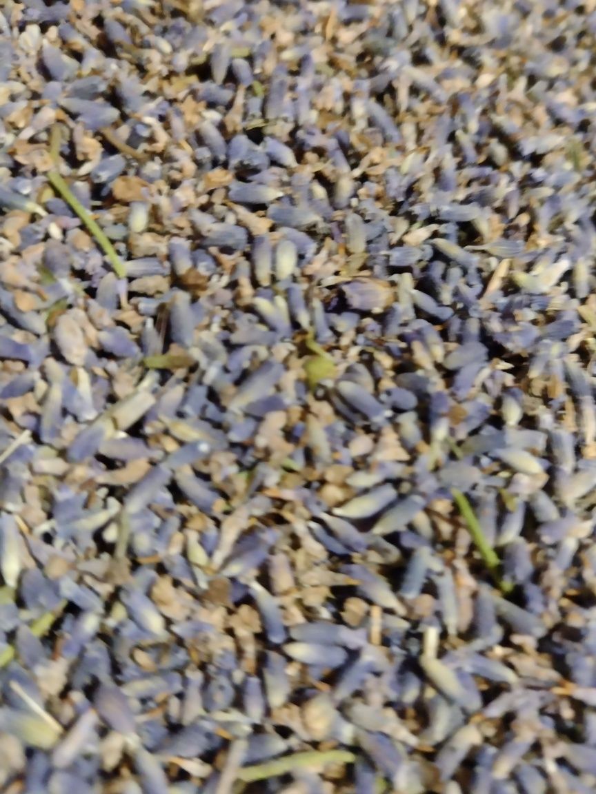 Floare lavanda 2023 BIO