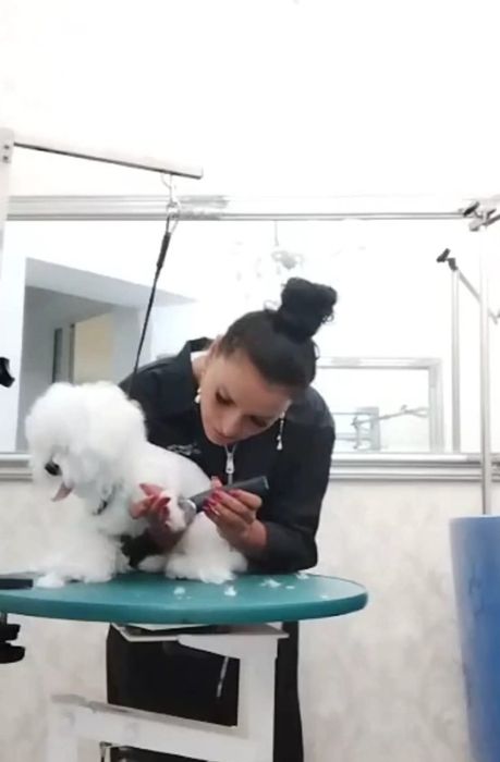 Frizerie canină ayșa