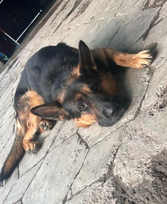 Вязка чистокровного немца