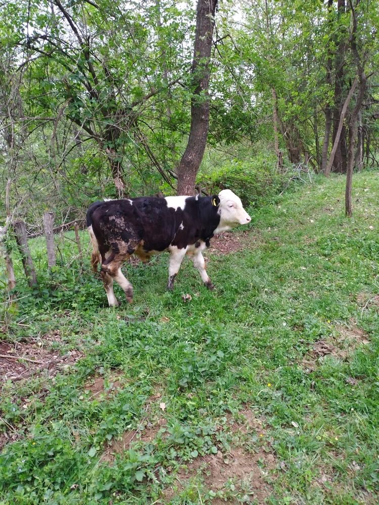 Vând vițel de rasă