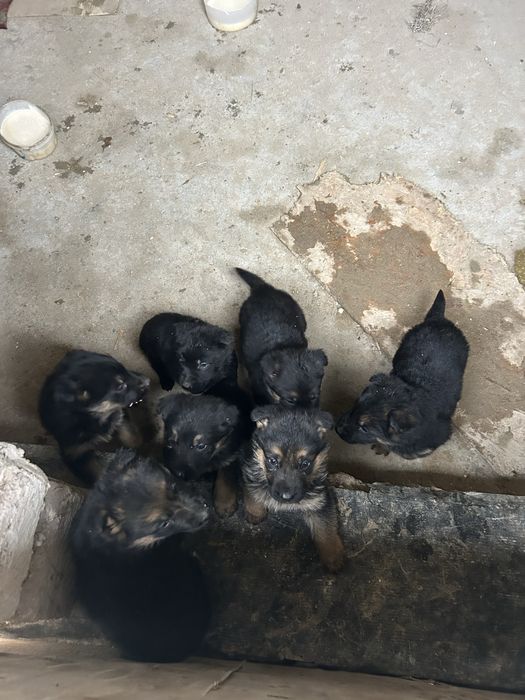 Овчарка күшіктер сатылады