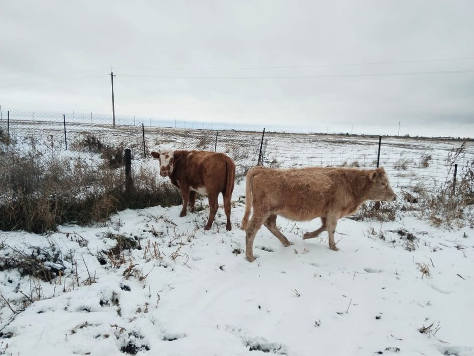 Продам подсос ұрғашы бұзаулар сатылады.